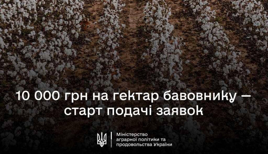 10 000 гривень за гектар бавовнику — стартує нова програма підтримки аграріїв Півдня