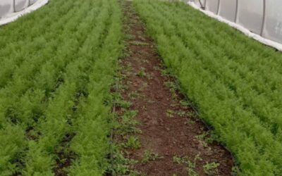 У Тягинській громаді розвивають тепличне господарство