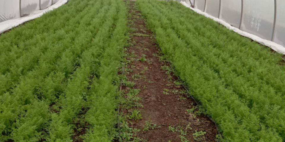 У Тягинській громаді розвивають тепличне господарство