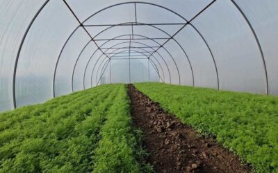 У Тягинській громаді за підтримки благодійників встановили теплиці для переселенців