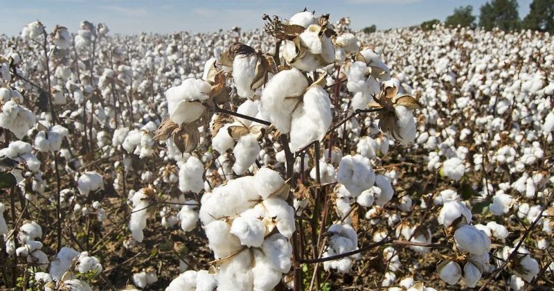 Аграрії Херсонщини можуть отримати державну підтримку на вирощування бавовнику